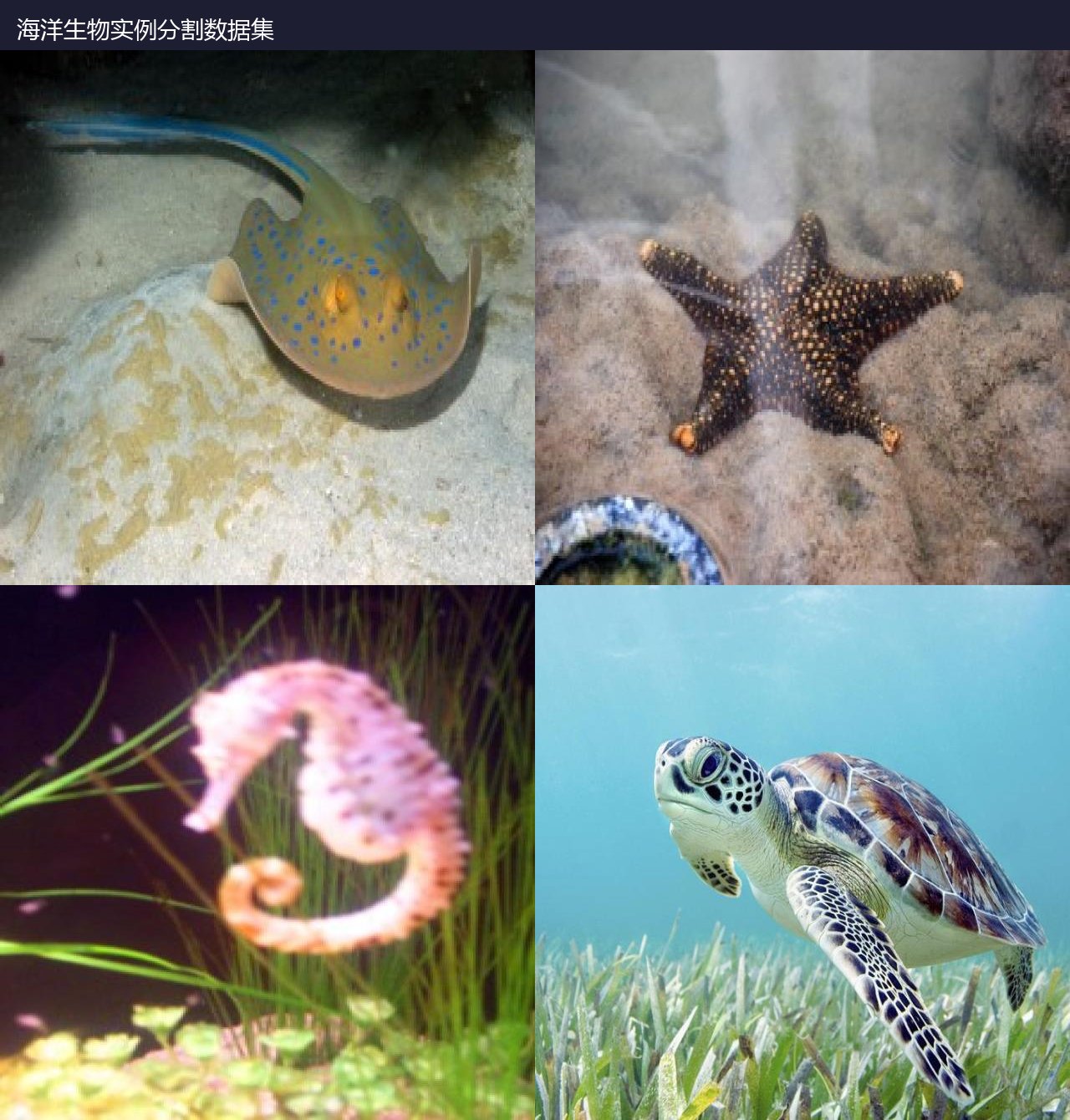 海洋生物实例分割数据集