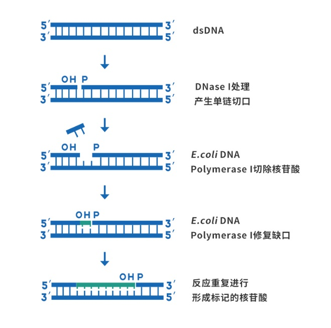 探秘 “全能选手” DNase I:结构、功能与多元应用_dnase i切割dna机制,如何利用水和金属离子进一步切割的-CSDN博客