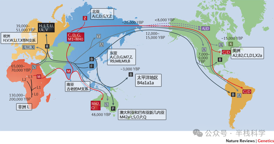 母系溯源-示例报告-源基因 