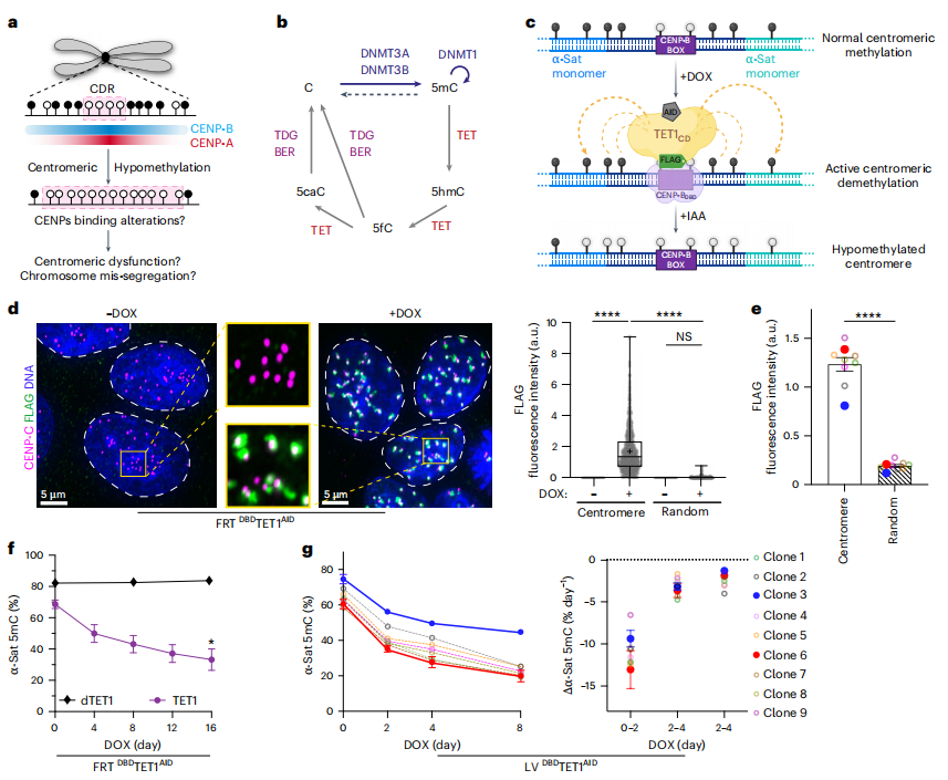 image https://i-blog.csdnimg.cn/img_convert/8159138d799f460f7de7eef59dcca9f2.png