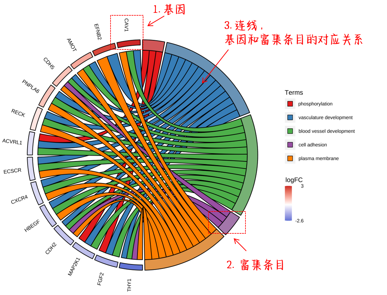 什么是富集分析？手把手教你理解富集分析-CSDN博客