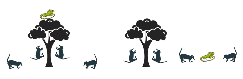 图12：长鼻浣熊群体攻击树上鬣蜥与另一半捕猎落地鬣蜥