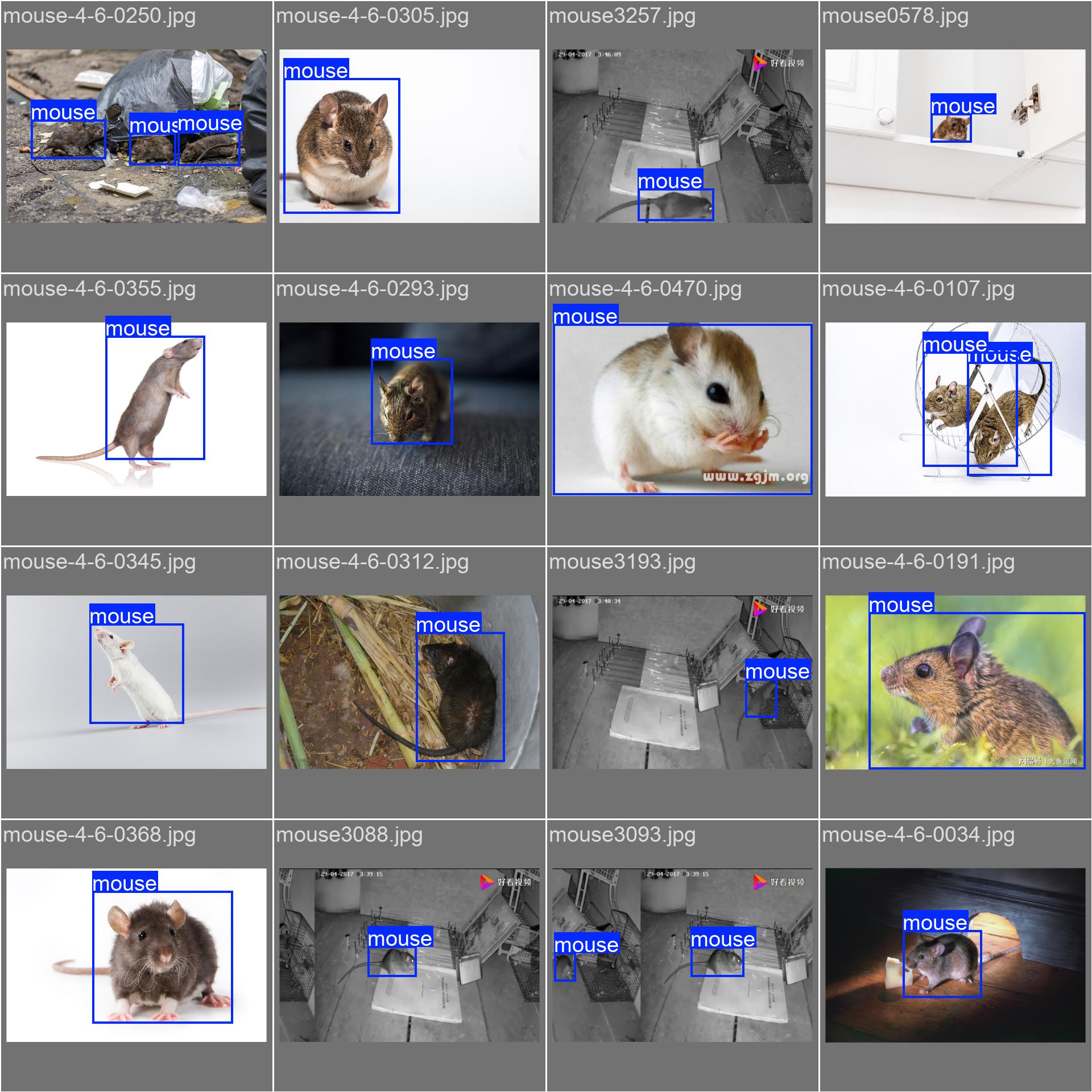 72_mouse_det-val_batch1_labels.jpg