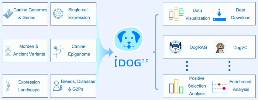 Dog Sql 犬科动物研究多组学数据库iDog_犬 绒毛 snp-CSDN博客