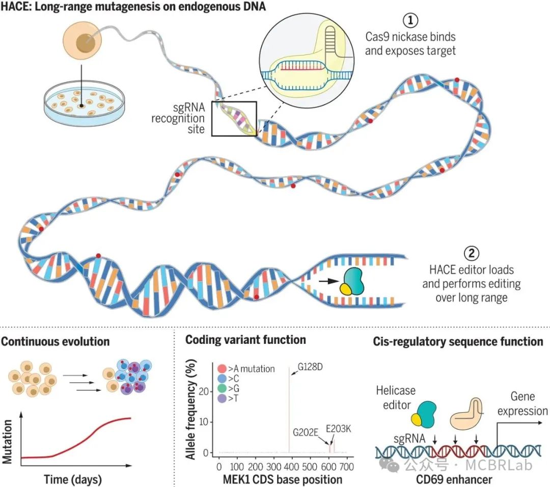 综述：从DNA序列预测基因表达的深度学习模型 || Nature Reviews Genetics_basenji模型-CSDN博客
