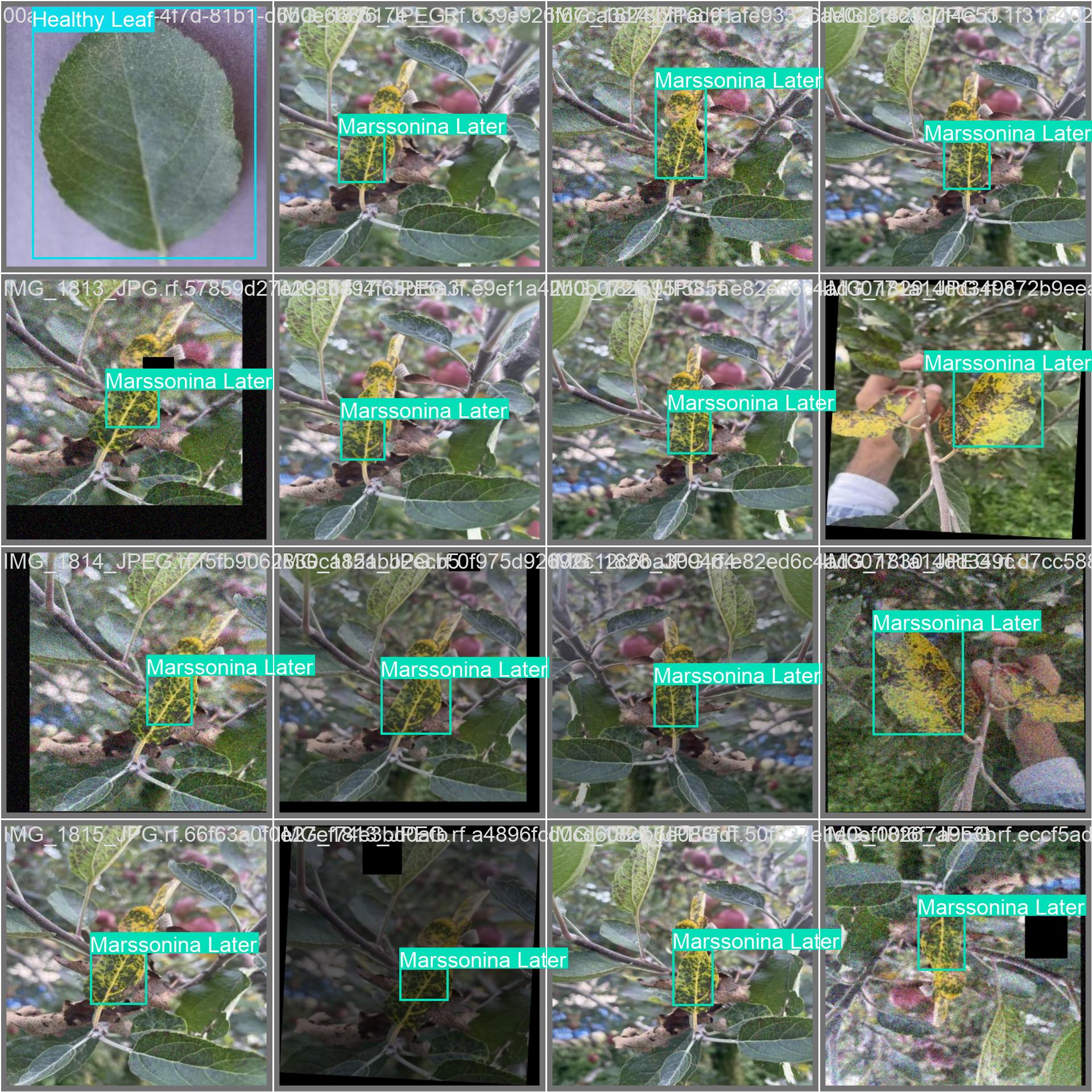 15_apple_disease_det-val_batch0_labels.jpg