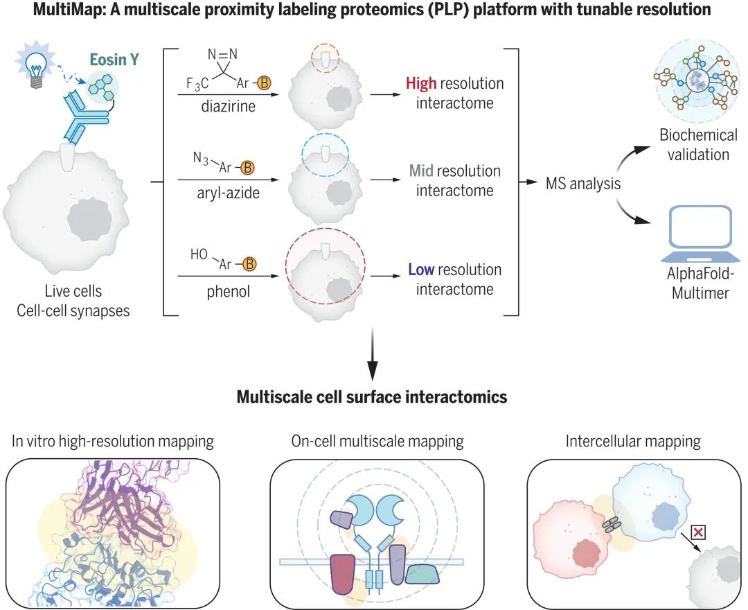 邻近标记技术:研究蛋白互作的利器(五)_蛋白邻近标记技术(protein proximity labeling, ppl)相较于传统免疫共沉 ...