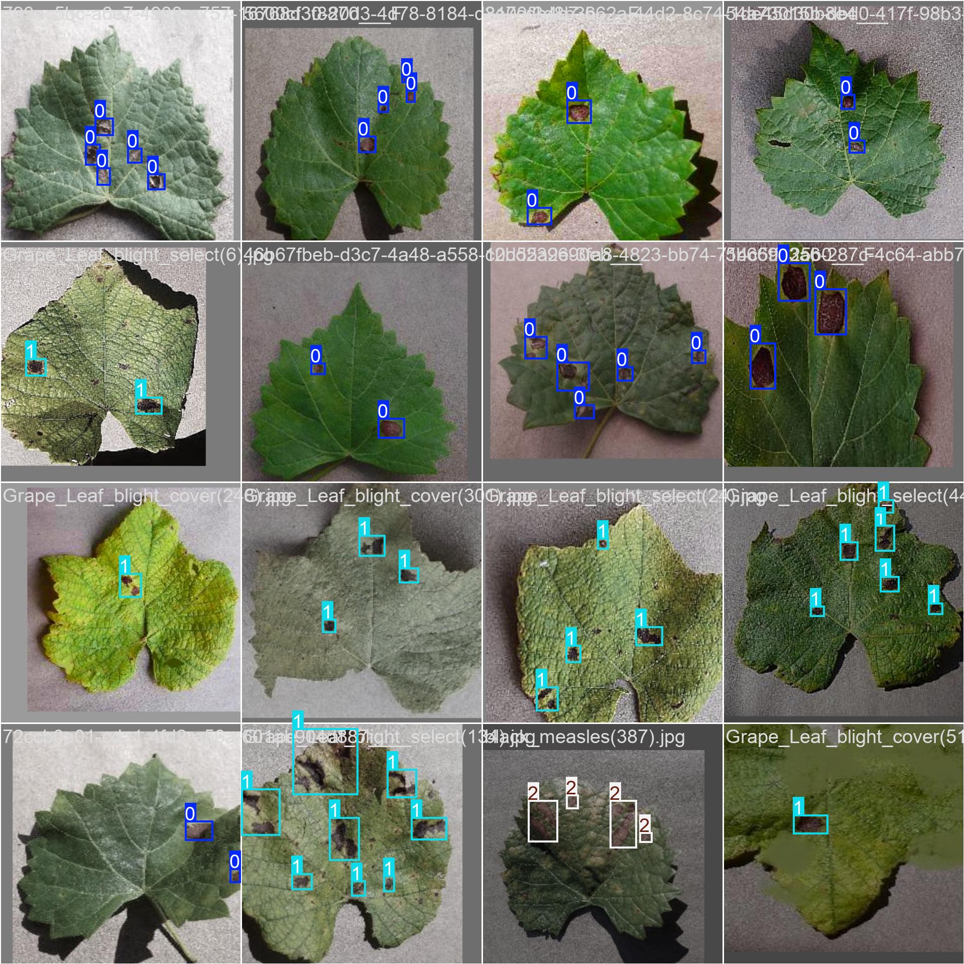33_grape_disease-train_batch1.jpg