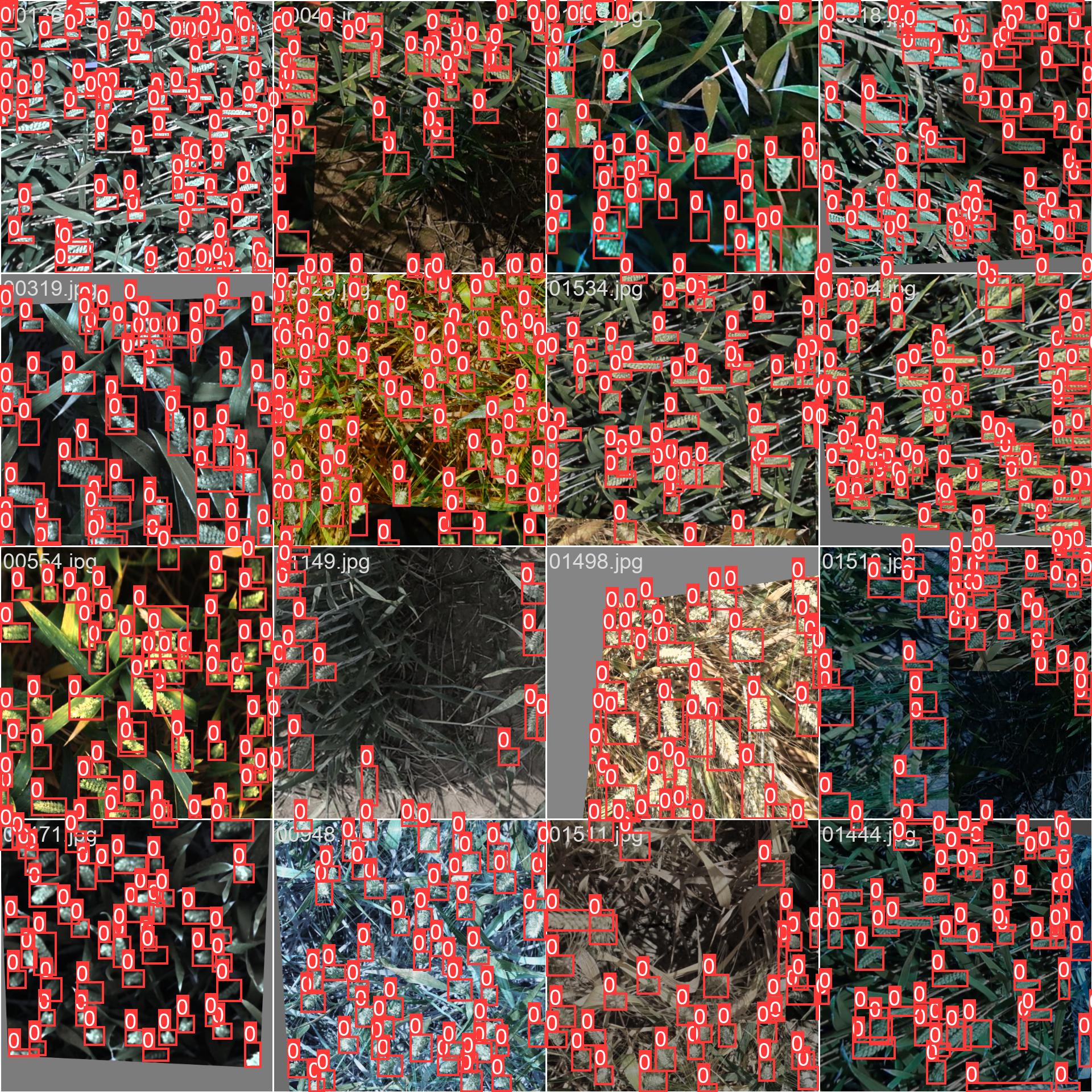59_wheat_counting-train_batch1.jpg