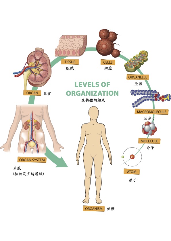 生物组织层级结构图