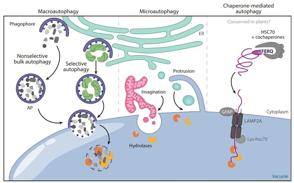 图 三种类型自噬过程.png