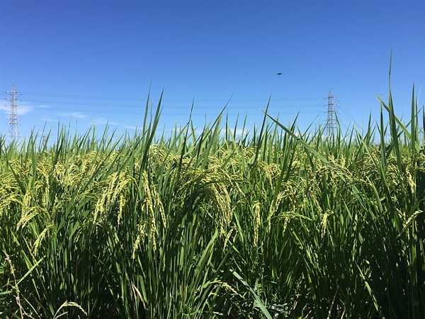 我国将“稻米造血”变成现实!有望解决人血清白蛋白供应不足