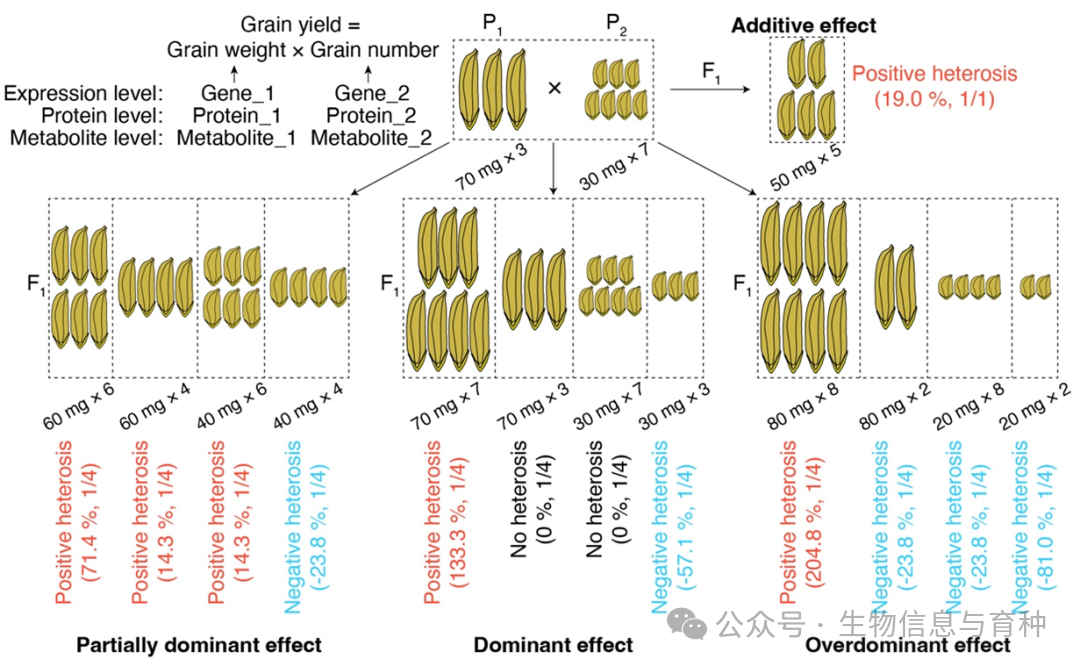 Advanced Genetics|作物杂种优势遗传机理的定量解析-CSDN博客