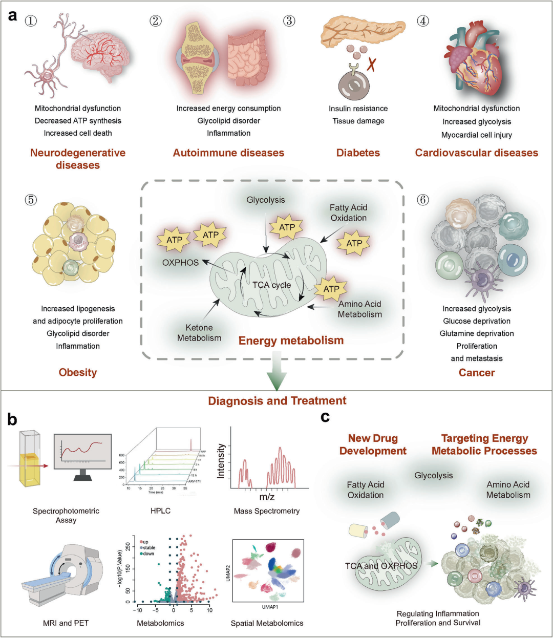【文献速递】IF 40.8综述能量代谢在健康与疾病中的作用_energy metabolism in health and diseases ...