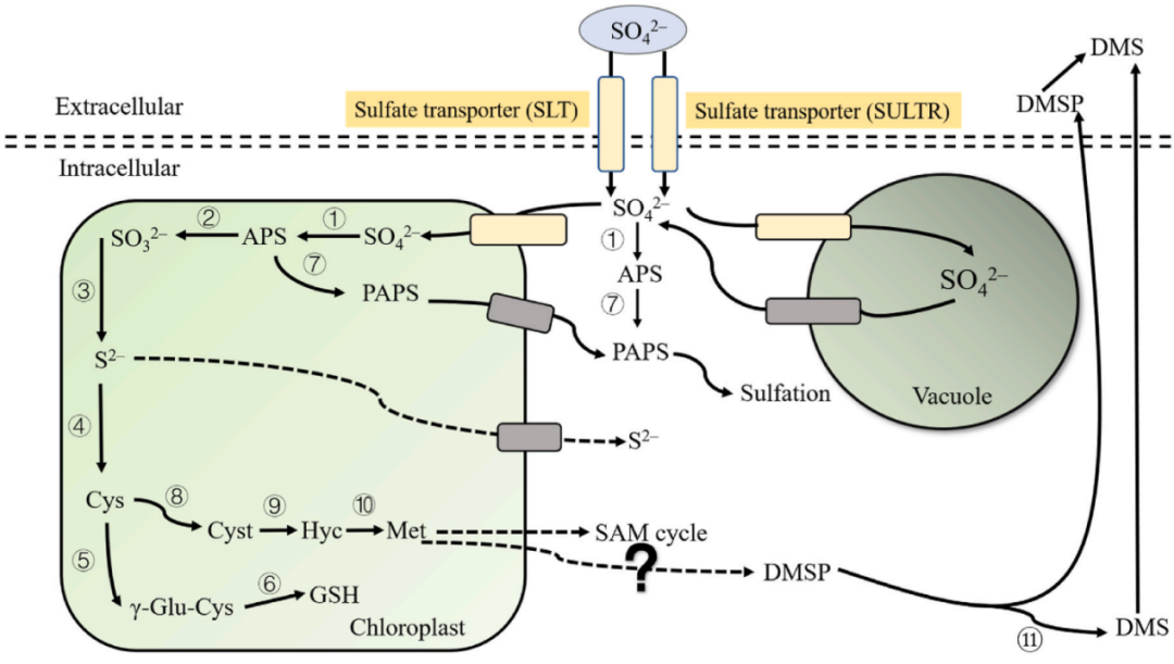 如何进行植物的转录调控研究?_菊 cas9 表观遗传-CSDN博客