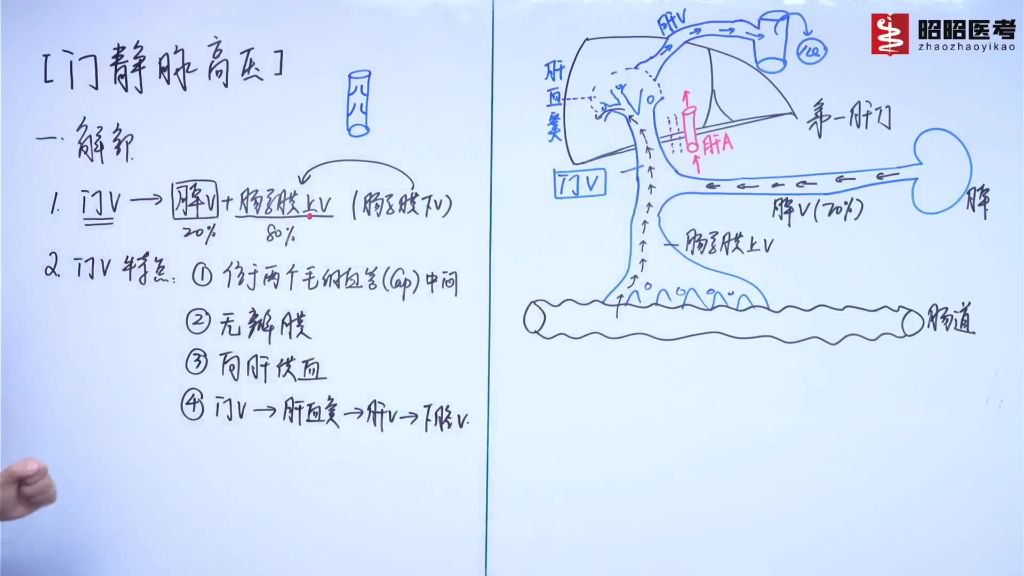 门静脉高压——解剖_门静脉测压步骤视频-CSDN博客