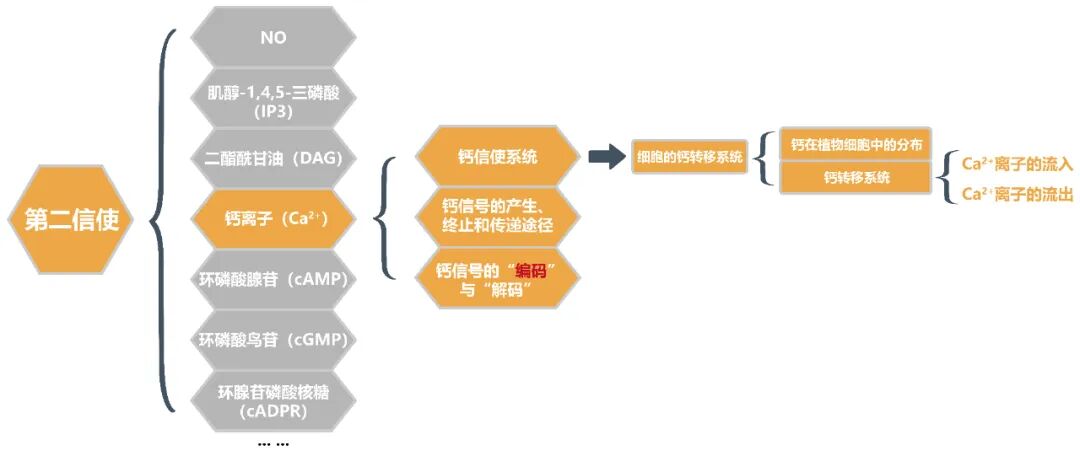 第二信使——钙离子(一)_cbl 钙-CSDN博客