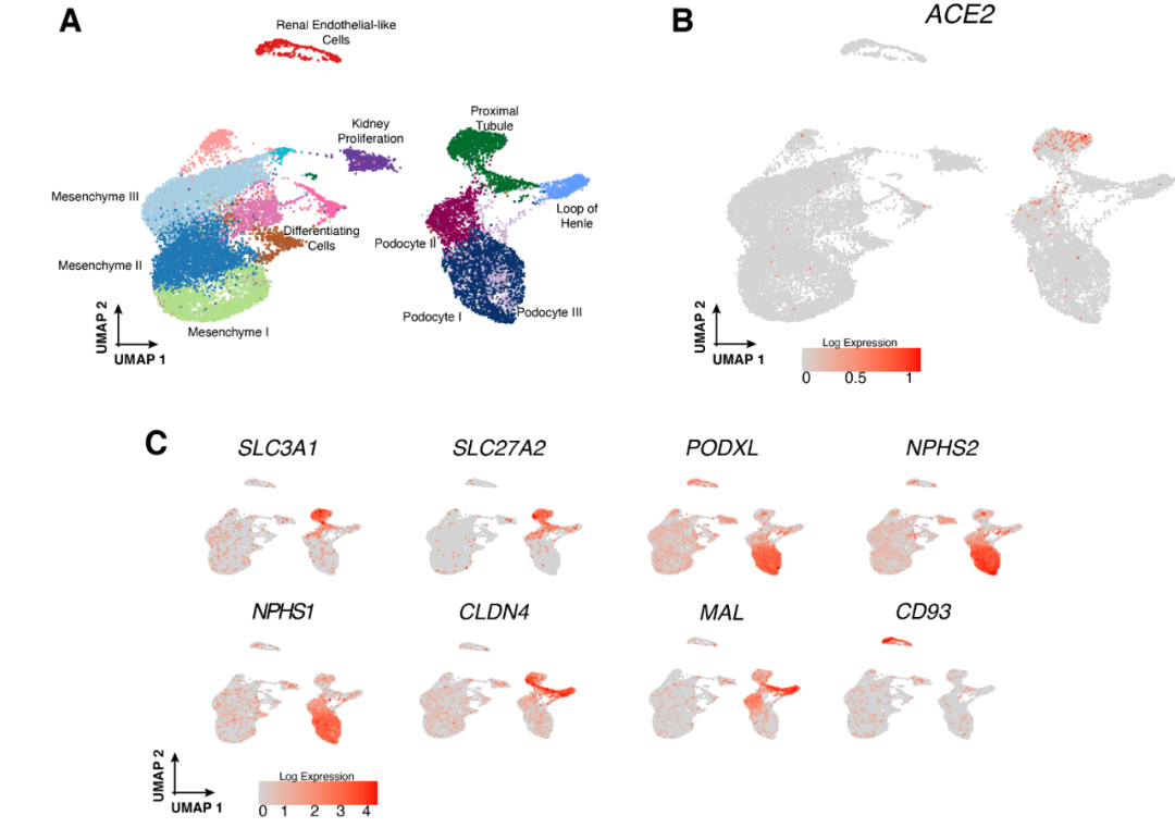 Cell kit Kidney Interactive Transcriptomics CSDN Cell Kit Kidney Interactive Transcriptomics Csdn