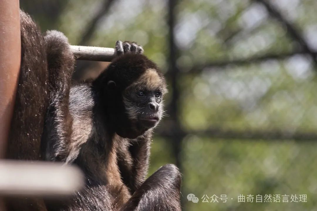 a monkey hanging on to the side of a building