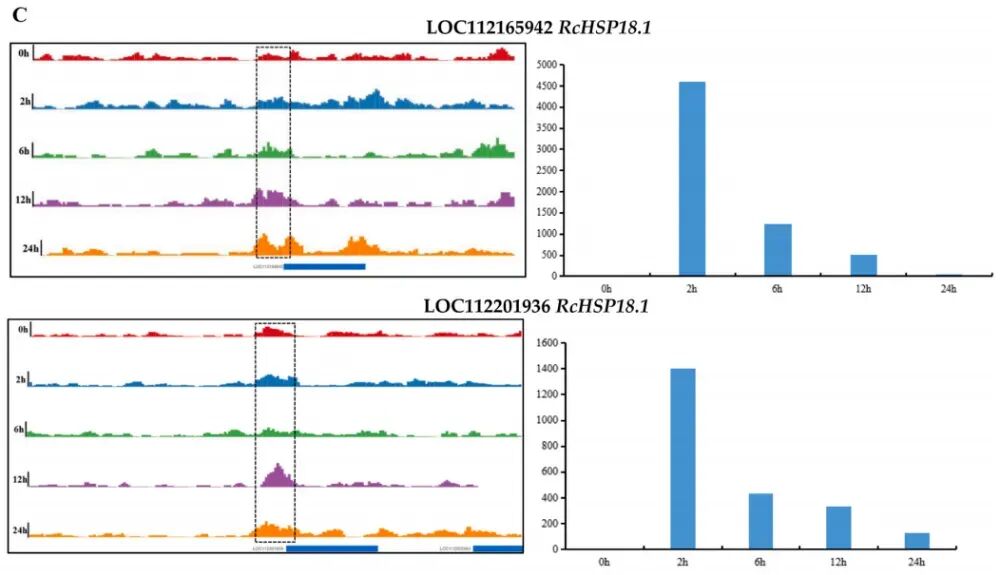 如何利用ATAC-seq+RNA-seq解析植物胁迫研究？-CSDN博客