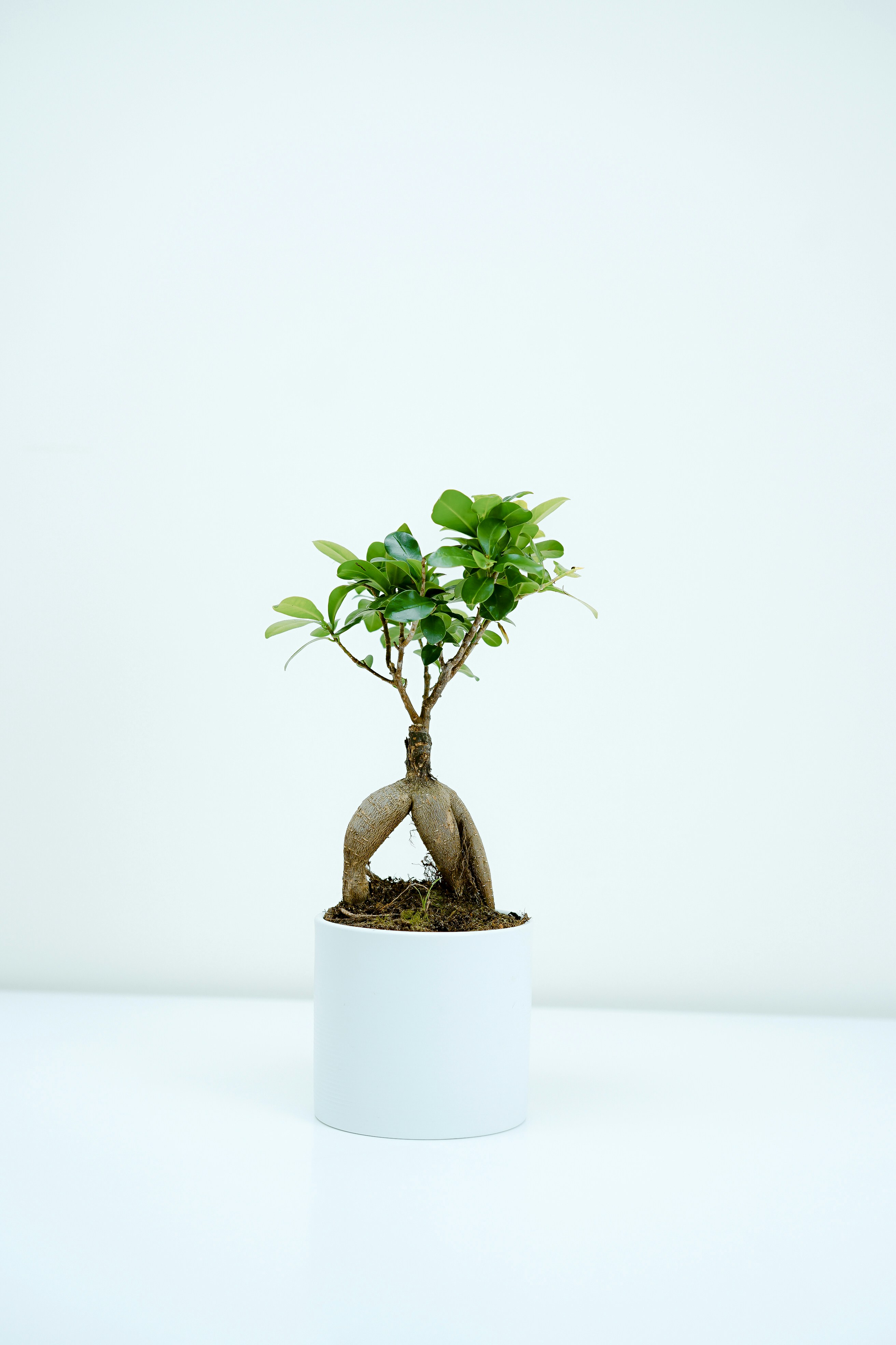AI农业产量预测