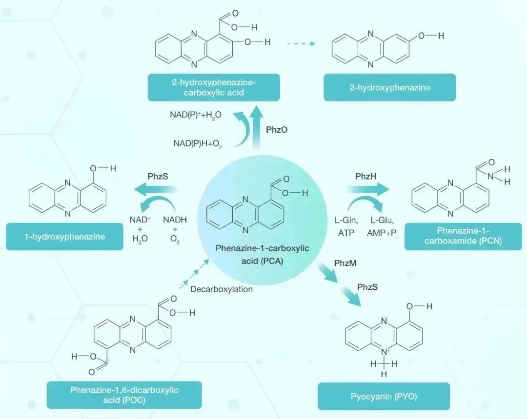 hLife | 抗击超级细菌：吩嗪类化合物的抗菌新策略_吩嗪菌素-CSDN博客