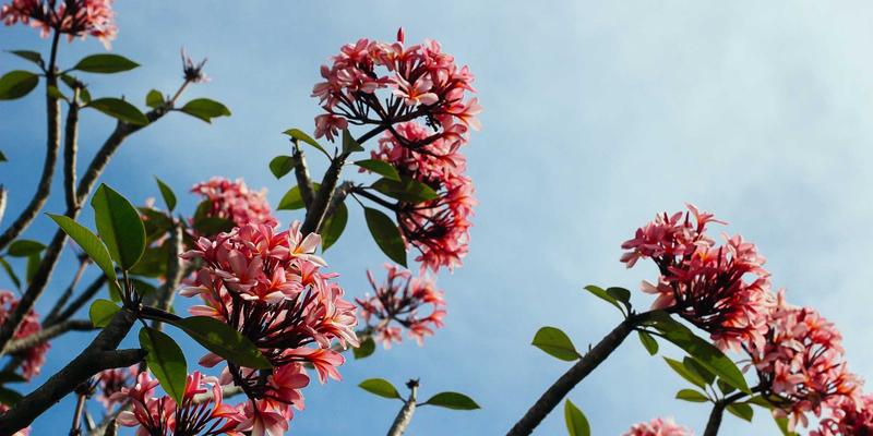 Claude Code REPL 演示界面