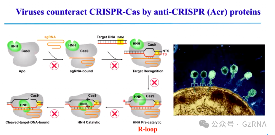 RNA Club | CRISPR-Cas 免疫系统的作用原理及其与噬菌体的对抗-王艳丽教授讲座笔记_i型 crispr-cas系统-CSDN博客