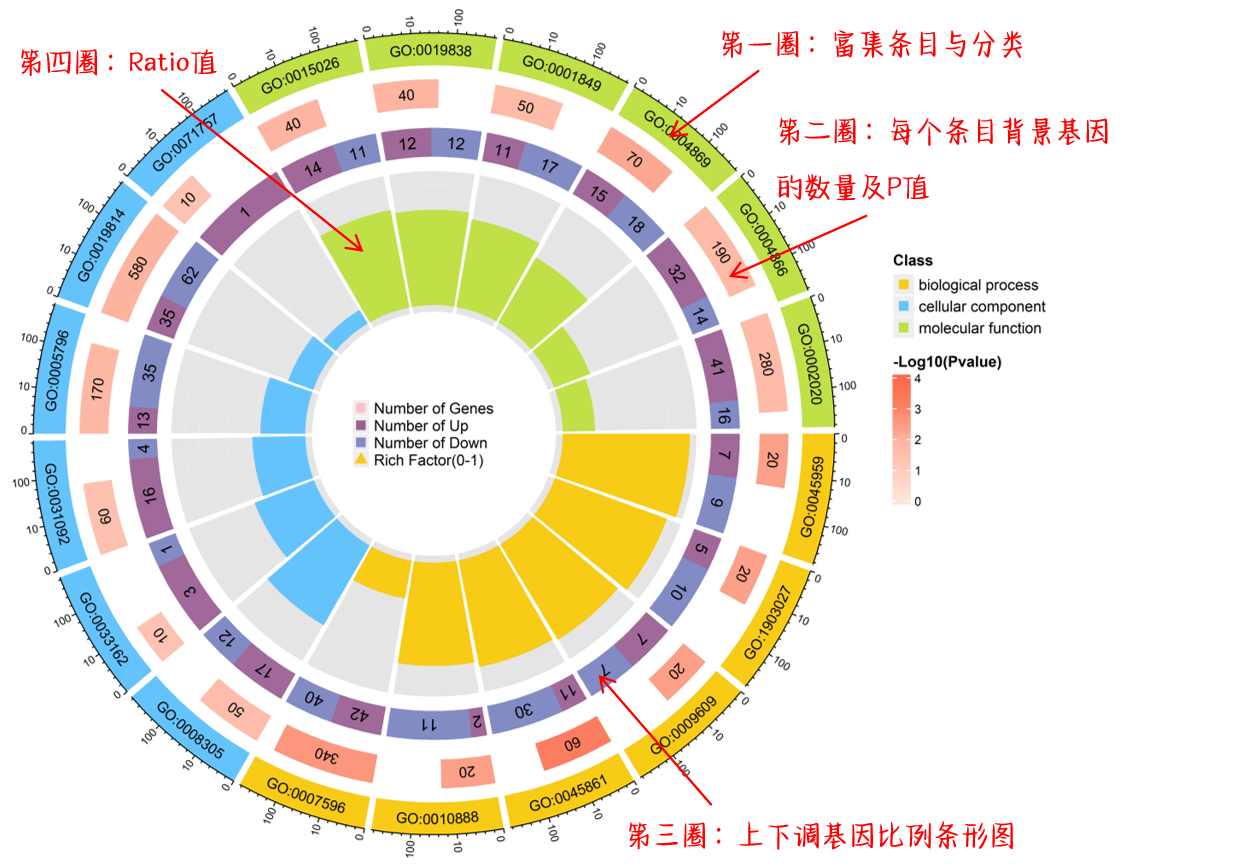 什么是富集分析？手把手教你理解富集分析-CSDN博客