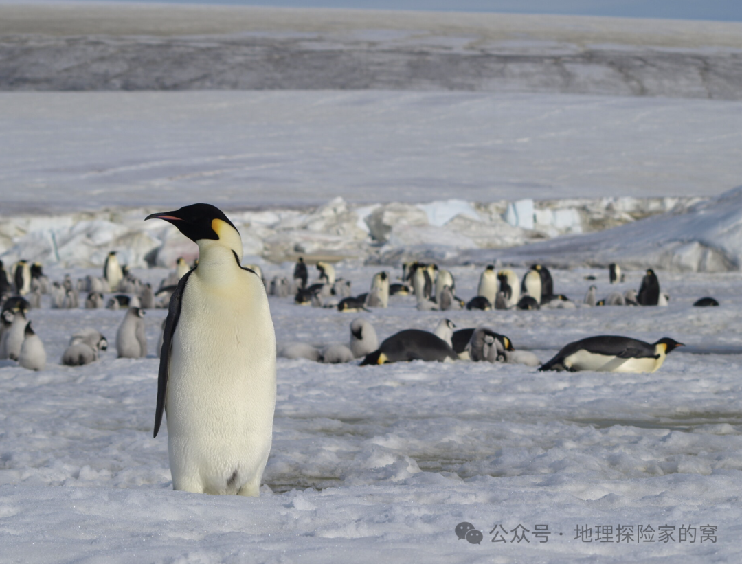 通过卫星找企鹅，这个也太有意思了！！_企鹅极地卫星太空-CSDN博客