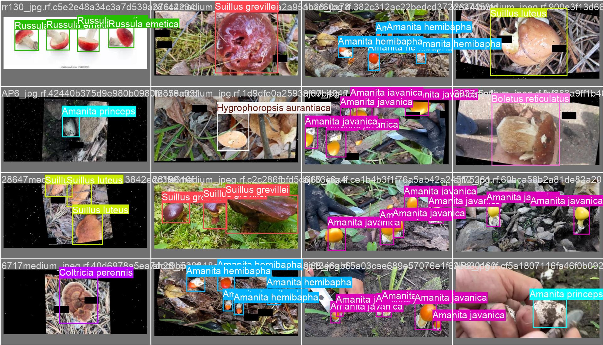 53_mushroom_det-val_batch0_labels.jpg