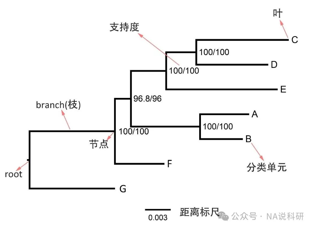 系统发育树详解-CSDN博客