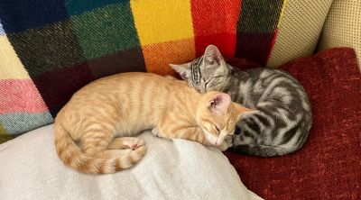 Two tabby kittens sleeping together on a couch.