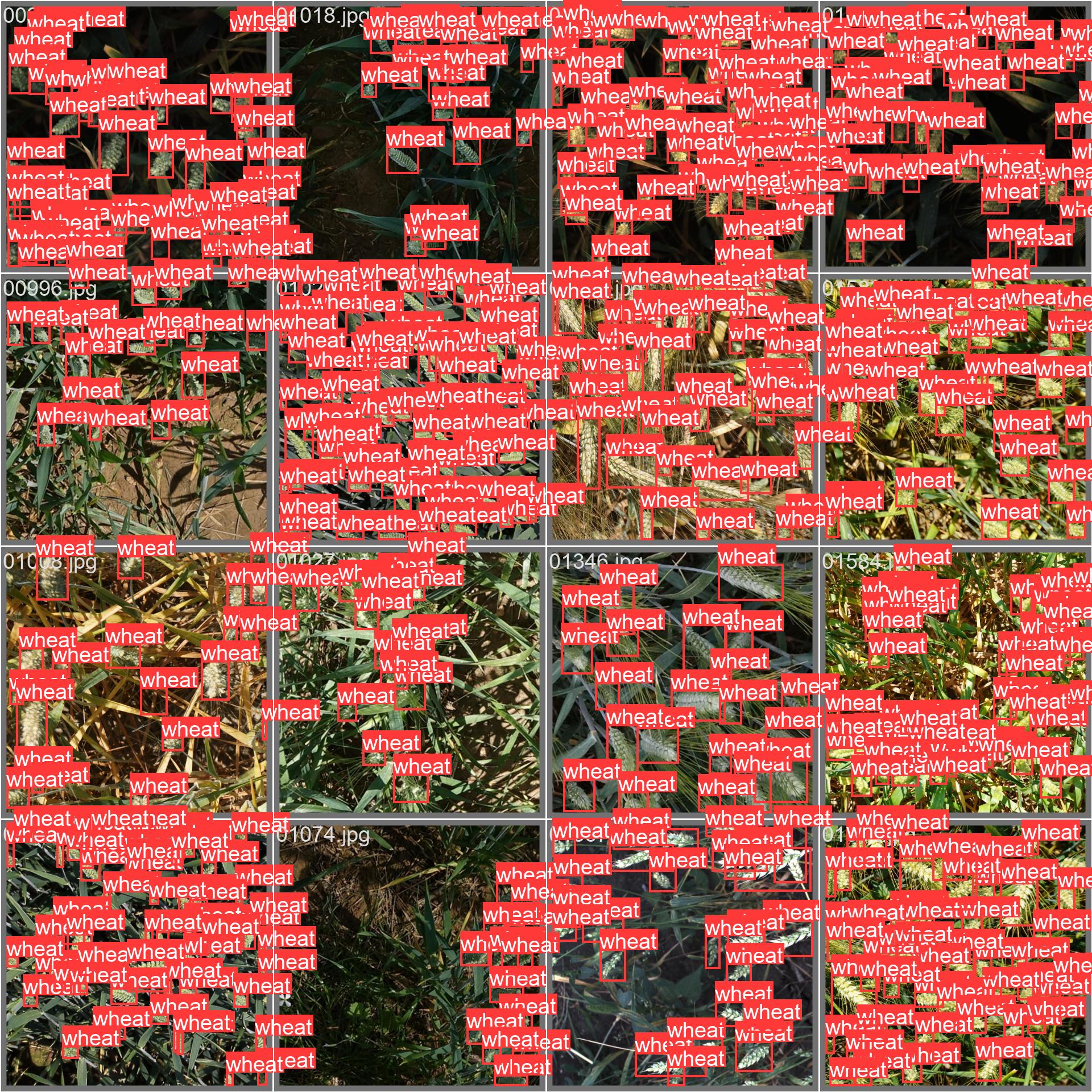 59_wheat_counting-val_batch1_labels.jpg