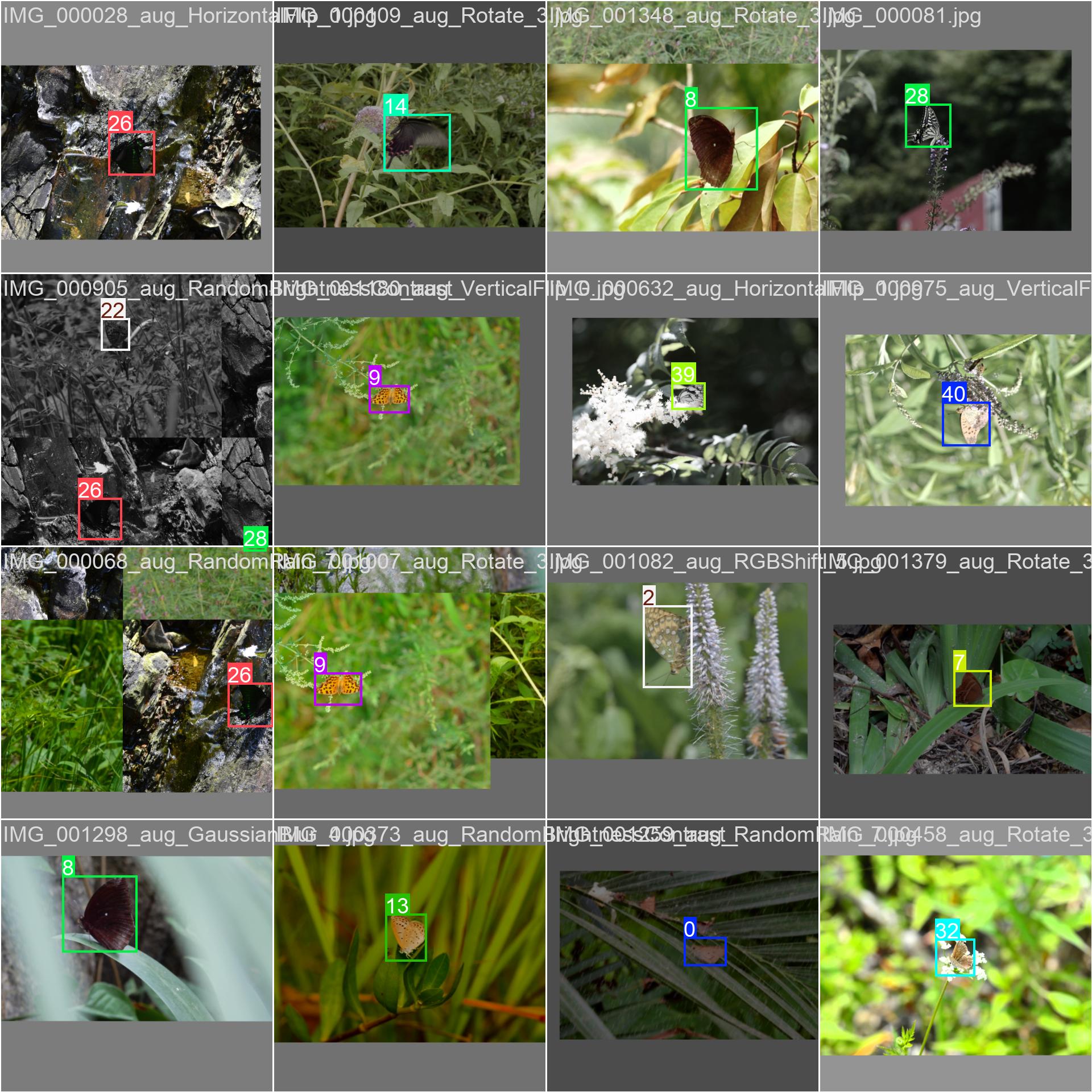 64_butterfly_det-train_batch0.jpg