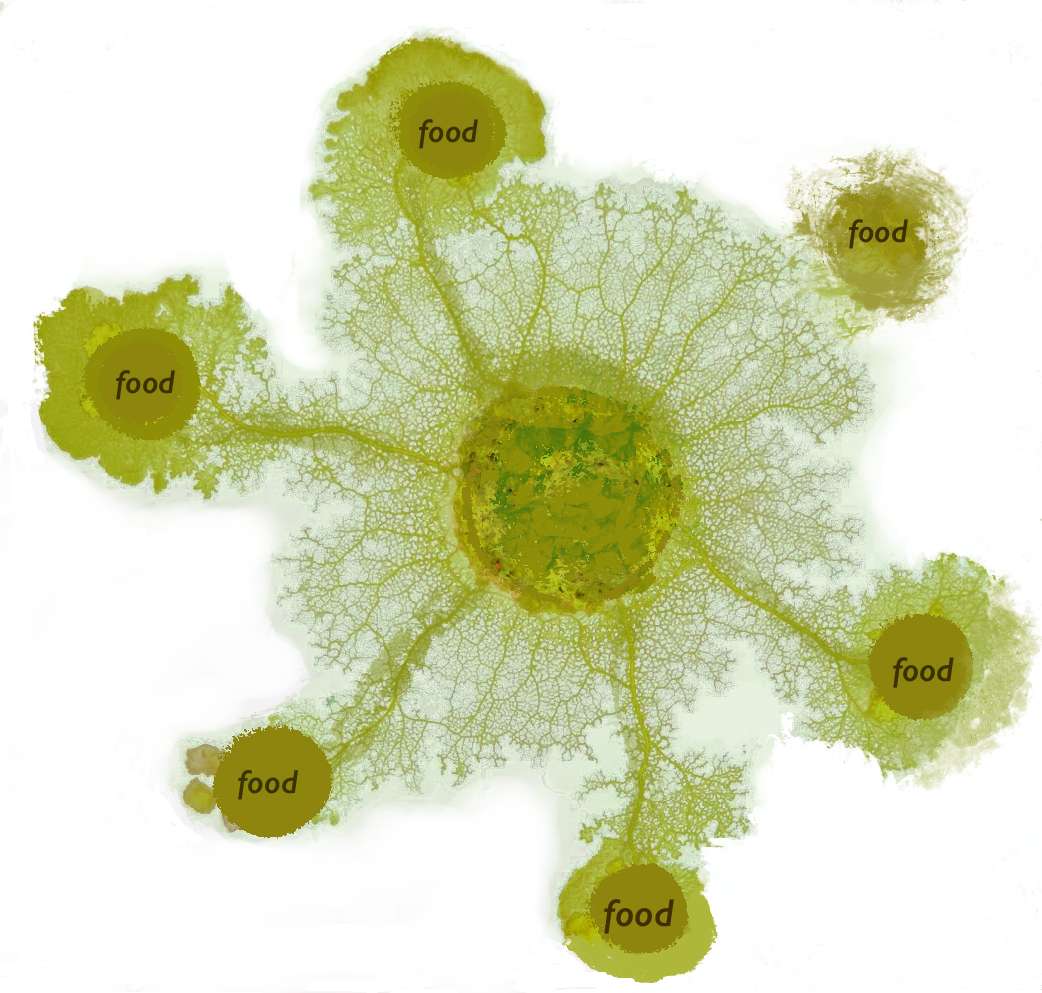 图4：黏菌的觅食形态