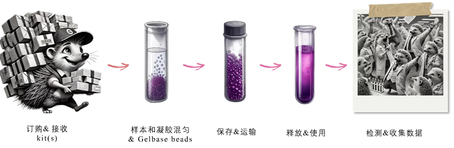 水凝胶怎么保存实验保存FAQ：生物样本如何实现常温运输？Atelerix水凝胶技术与应用解析_https://www.jmylbn.com_新闻资讯_第2张