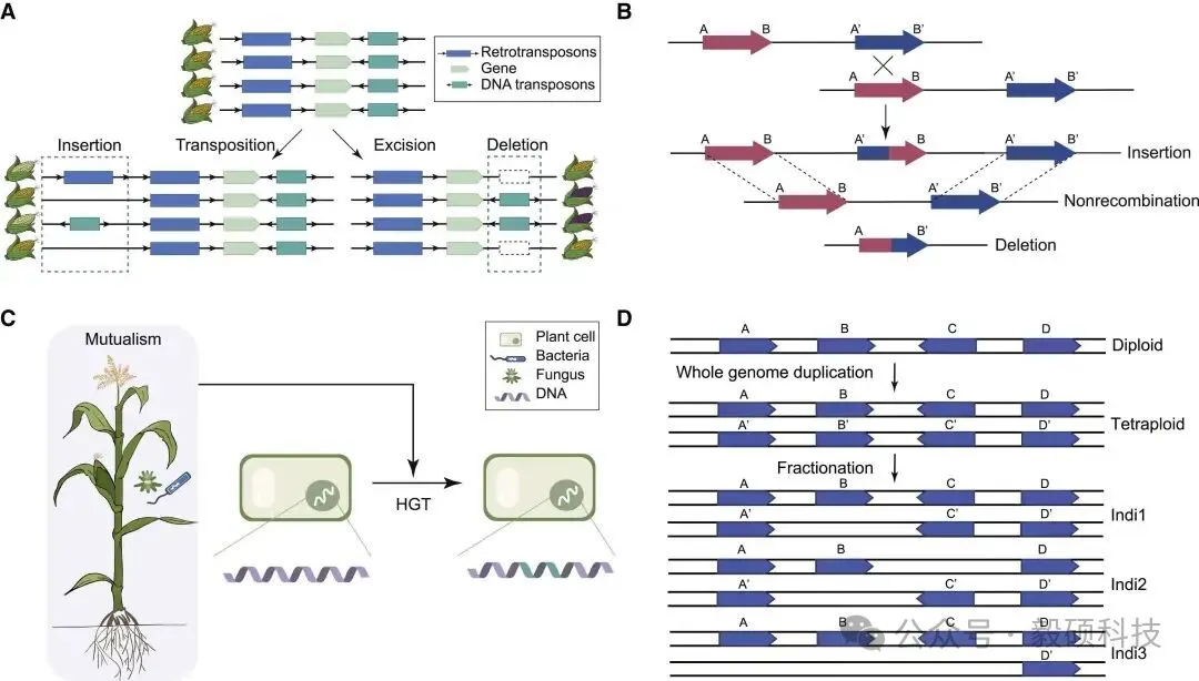 图1 植物泛基因组中与可变DNA序列相关的结构变异(SVs)的主要驱动力概述