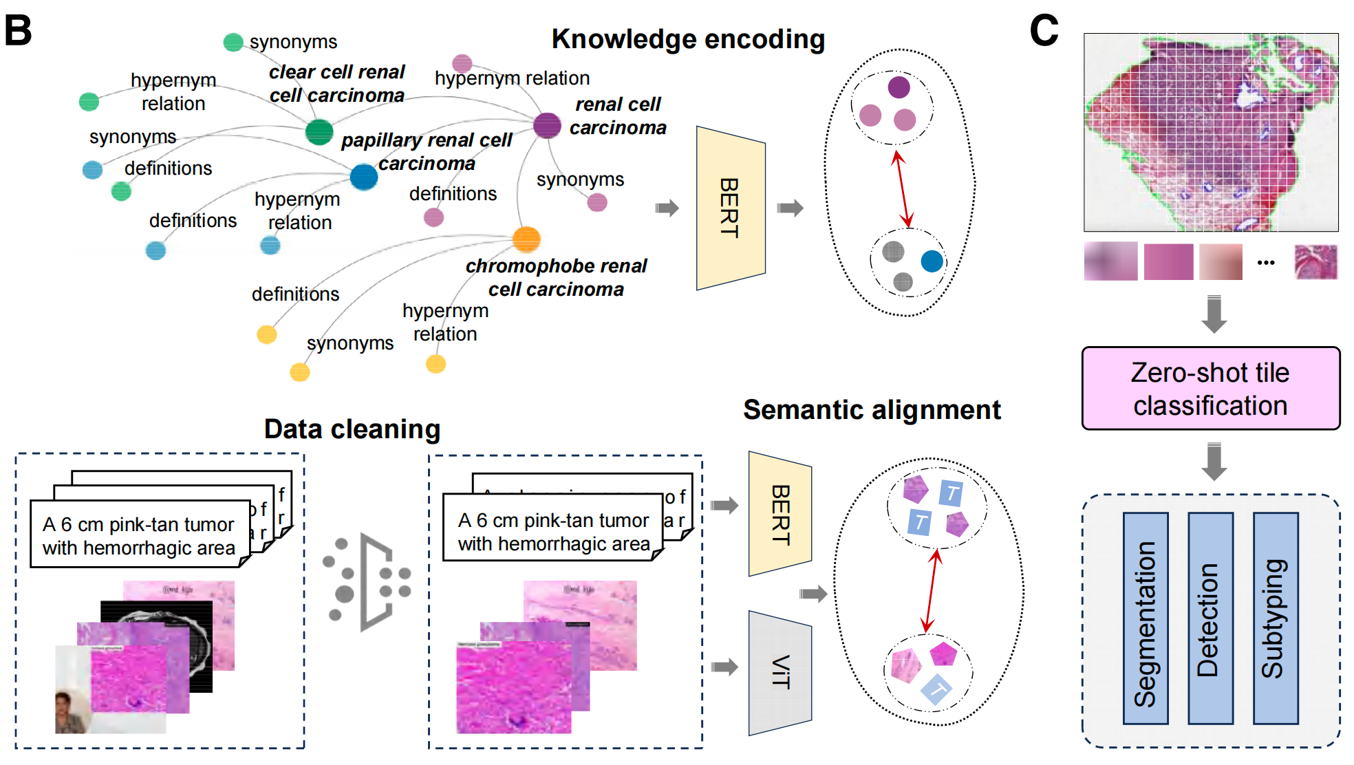 怎么买病理图文上海交大医工交叉团队在Nature与Cancer Cell连发两篇文章，均指向罕见病诊断难题_https://www.jmylbn.com_新闻资讯_第6张