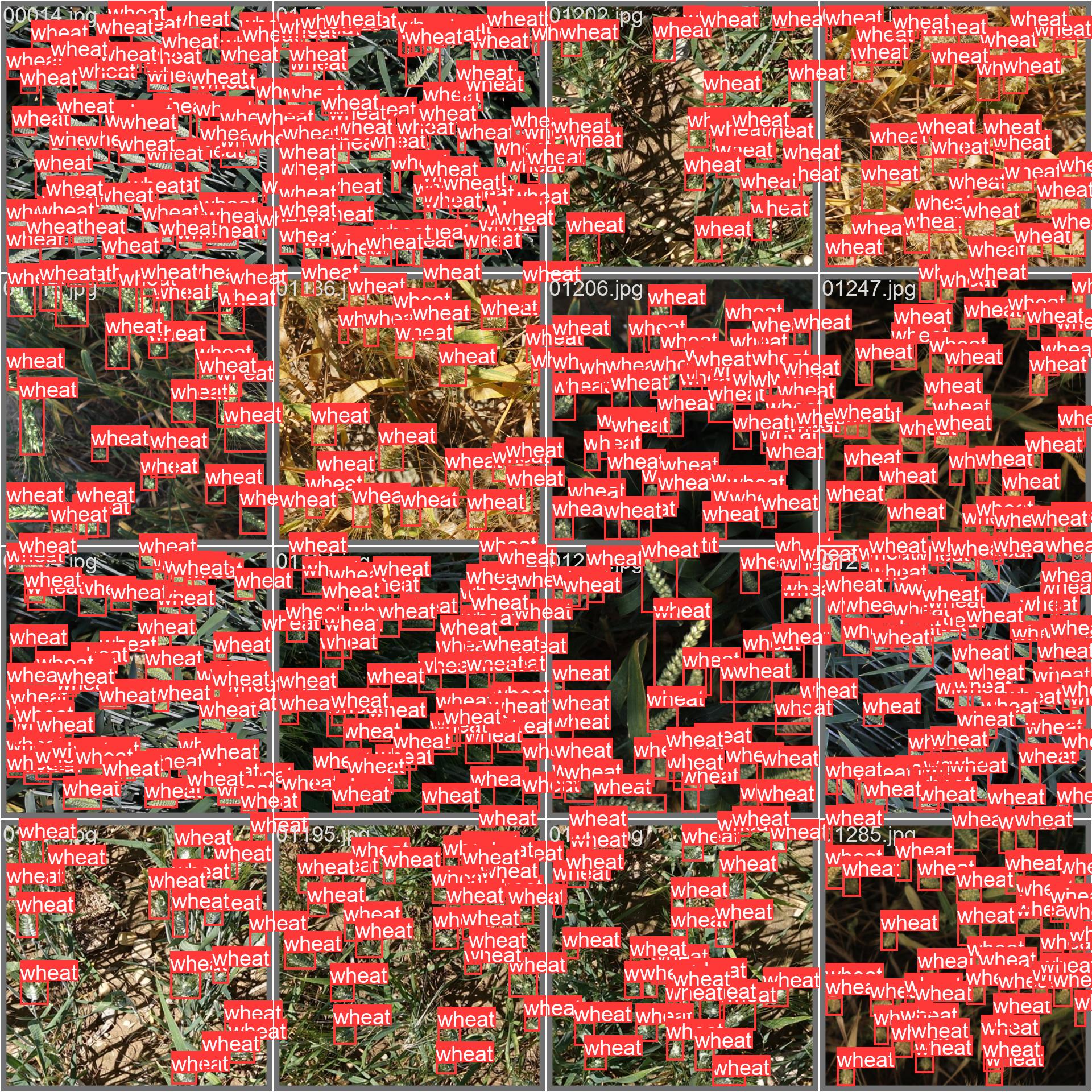 59_wheat_counting-val_batch0_labels.jpg