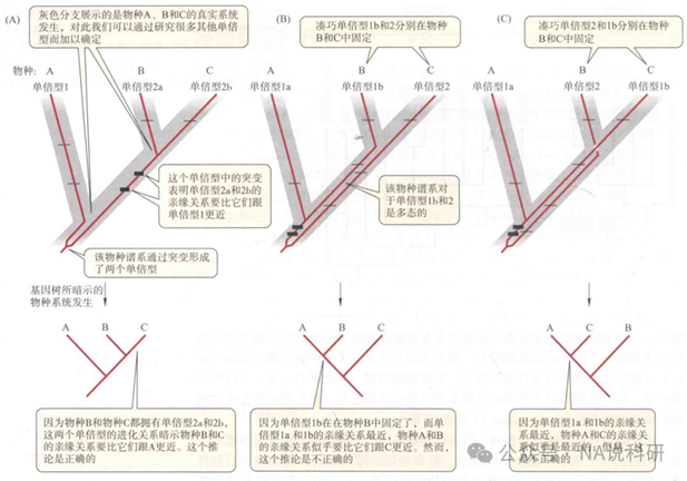 基因树 vs 物种树_dna序列构建物种树-CSDN博客