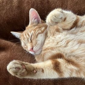 A cute orange cat lying on its back.