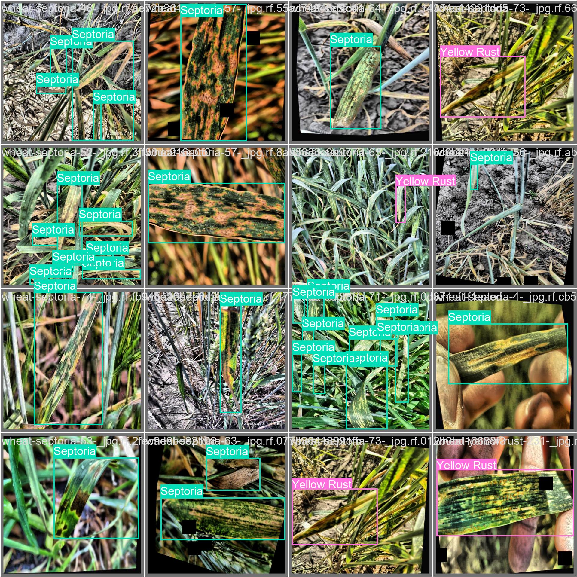 41_wheat_disease-val_batch1_labels.jpg
