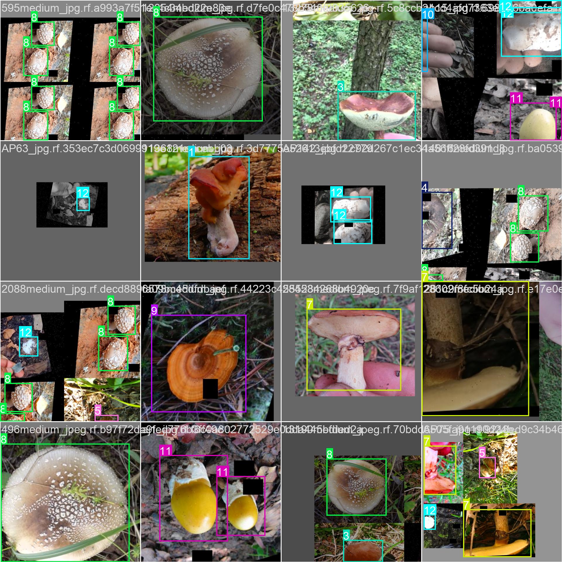 53_mushroom_det-train_batch0.jpg