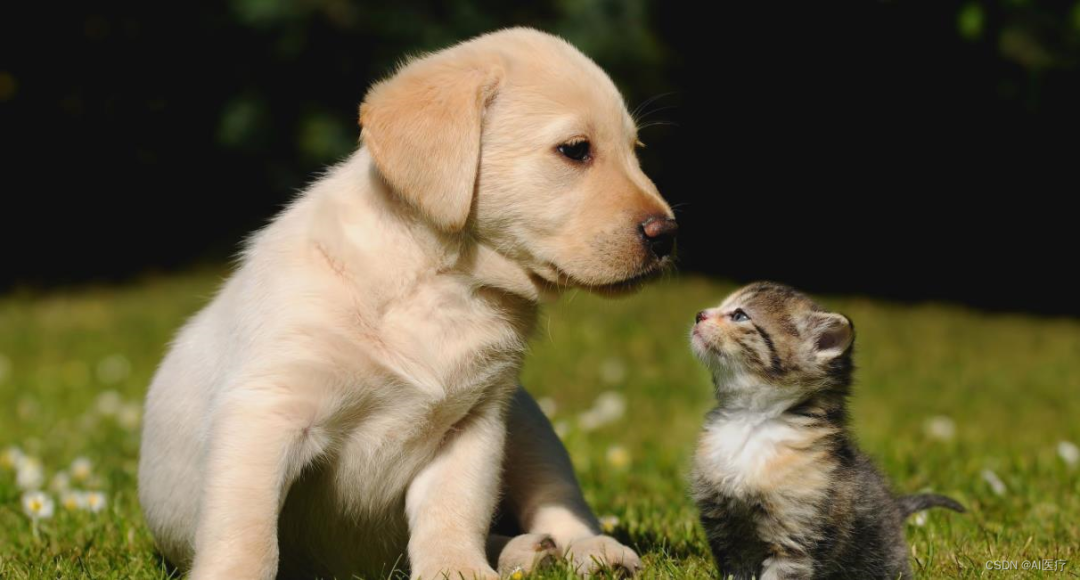 使用 Segment Anything 模型进行图像分割_功能测试_爱吃 香菜-DAMO开发者矩阵