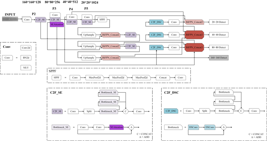 The-structure-of-YOLOv8-improved-model.png