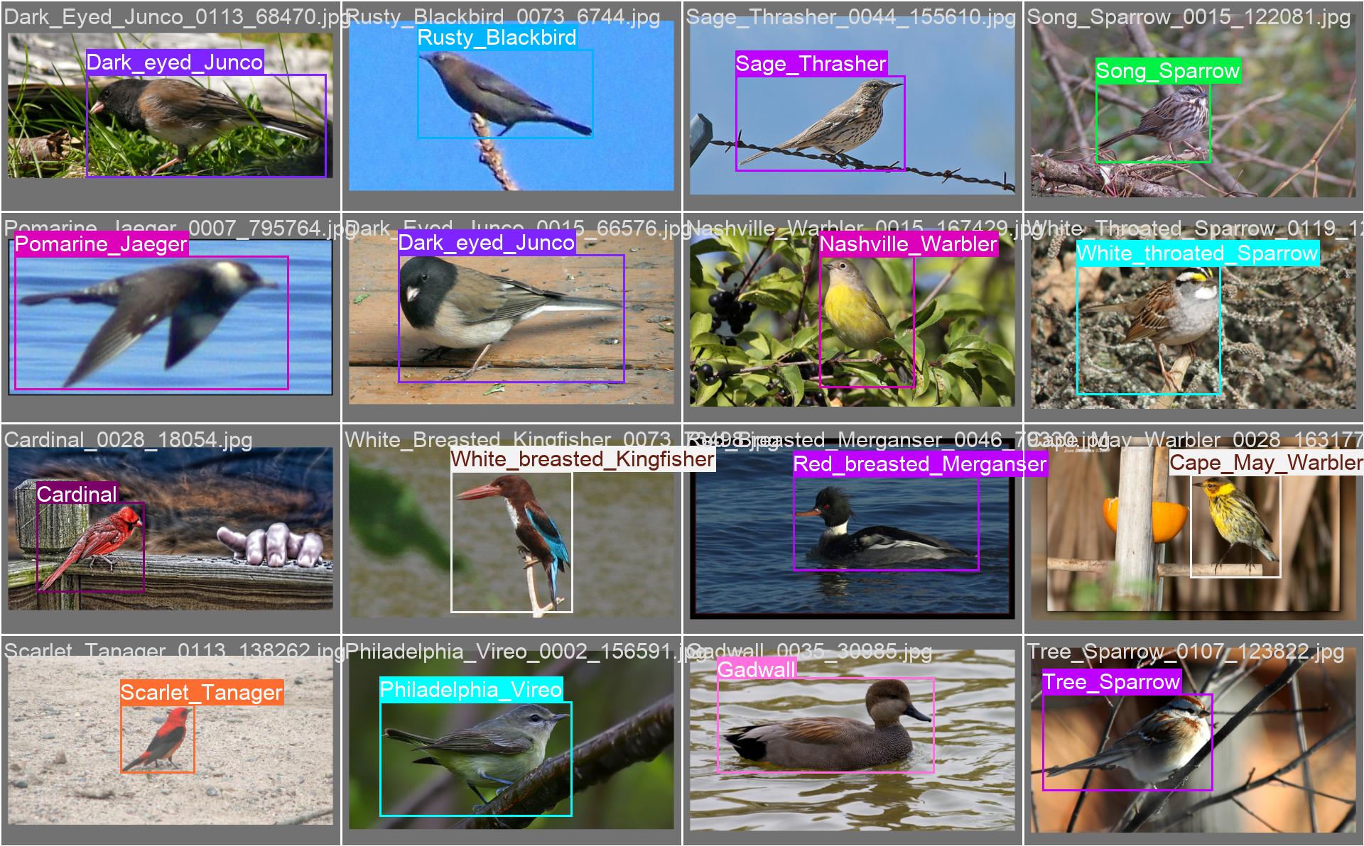 4_brid_detect-val_batch0_labels.jpg