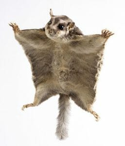 Petaurus breviceps - MUSE