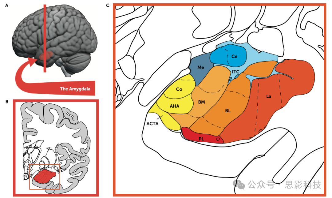 AJP：诚实地看待杏仁核与精神疾病的关系_ajp怕-CSDN博客