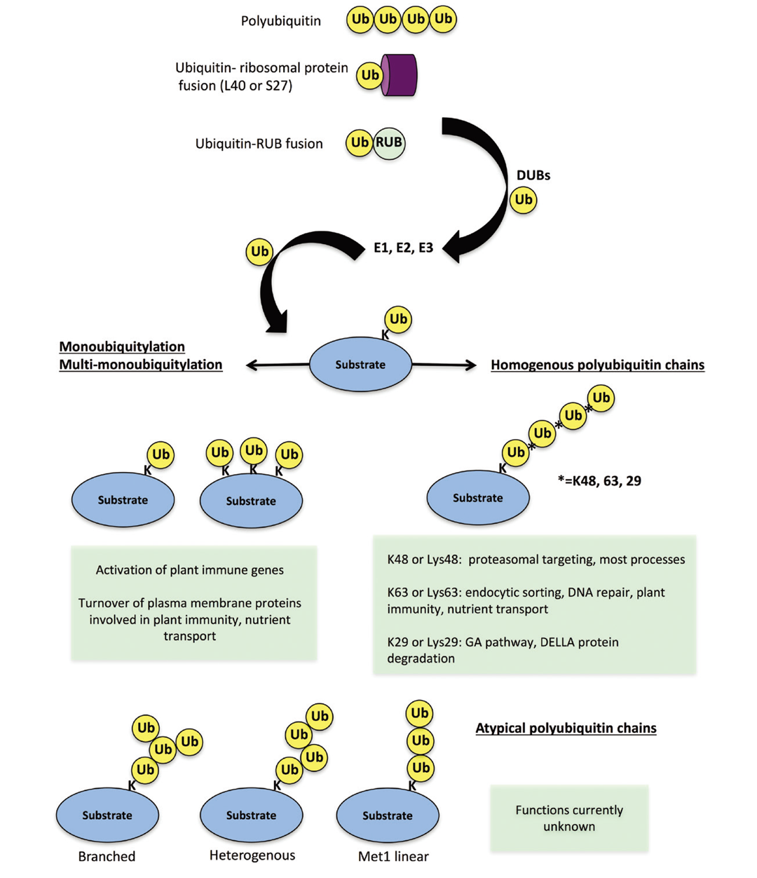 图 植物的泛素化过程.png